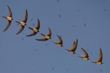 Les vautours alpins survolent les hirondelles. 'art of flight&#039 ; sur Hans Hut