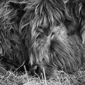 Sleeping calf Scottish highlander by Mirthe Groen