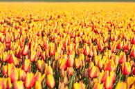 Tauchen Sie ein in die Blütezeit: Details zur Tulpe von Karin van Es Miniaturansicht