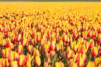 Tauchen Sie ein in die Blütezeit: Details zur Tulpe