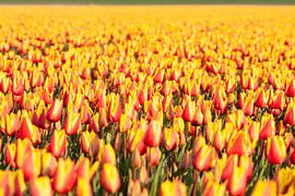 Immerse yourself in Bloom: Tulip details by Karin van Es