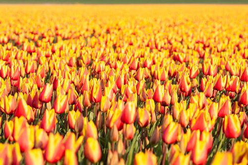 Tauchen Sie ein in die Blütezeit: Details zur Tulpe
