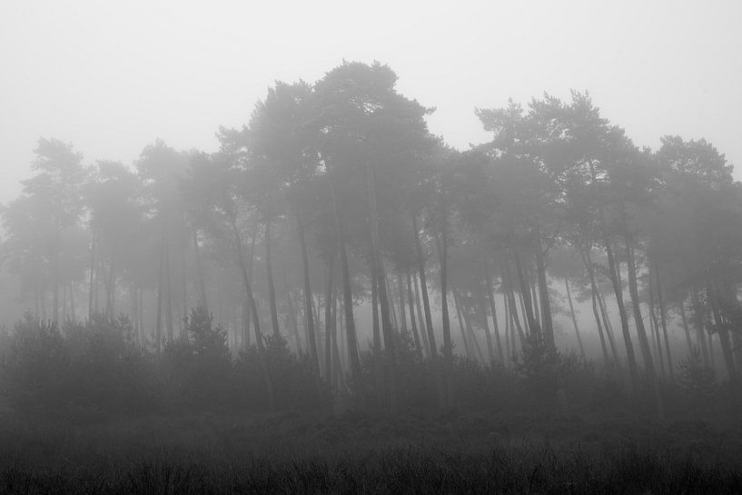 Dennenbomen in de mist van Cor de Hamer