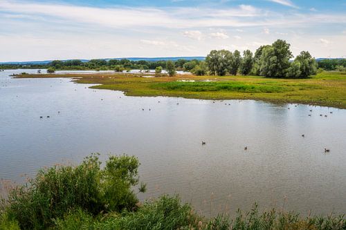 Vogeleiland in de Altmühlsee