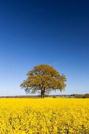 Rapsfeld Eiche von Sven-Erik Arndt