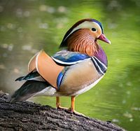 Mandarinente