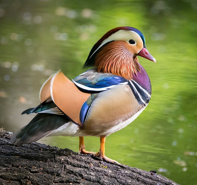 Mandarinente von Ingrid Ronde