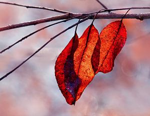 Trilogie (Drei Herbstblätter)