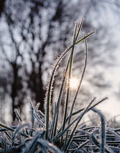 Frozen