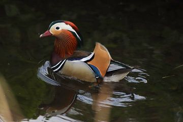 Mandarin-Ente
