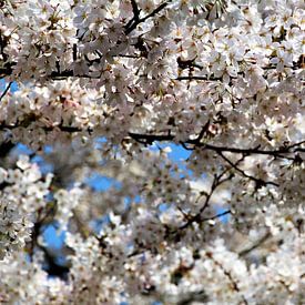 cherry blossom by Geert Heldens