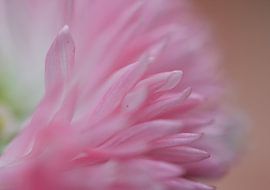 Soft by Corinne Alferink