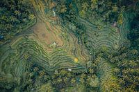 Bali's verdant Tegallalang rice fields