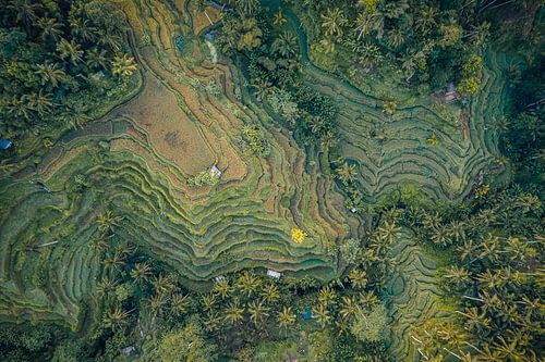 De groene Tegallalang rijstvelden van Bali