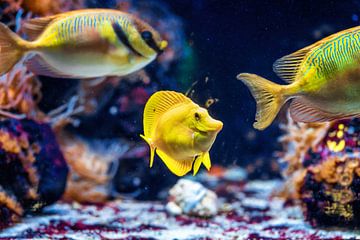 Die Farben des Meeres - Gelber Segelfisch von Sanne Hoogstad