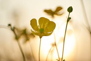 Butterblume bei Sonnenuntergang
