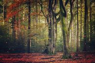 Herbstlicher Wald von Ellis Pellegrom Miniaturansicht