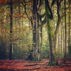 Herbstlicher Wald von Ellis Pellegrom