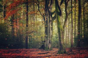 Herbstlicher Wald von Ellis Pellegrom