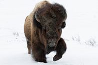 Amerikaase bizon (Bison bison) lopend door de sneeuw in Yellowstone National Park van Nature in Stock thumbnail