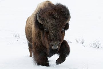 Amerikaase bizon (Bison bison) lopend door de sneeuw in Yellowstone National Park