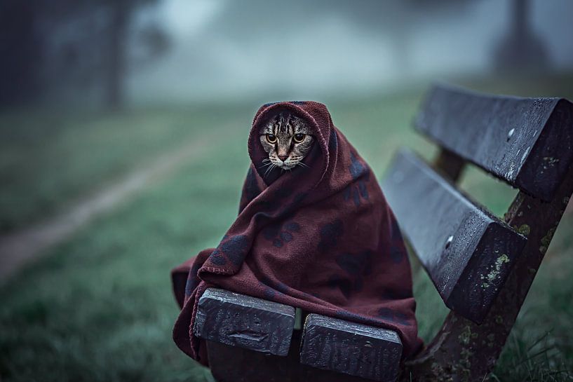 Katze in Decke von Felicity Berkleef