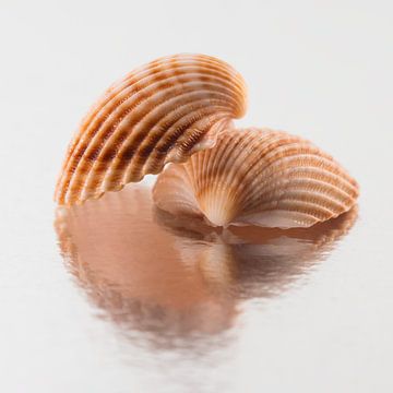 Vierkant stilleven: Twee schelpen in warme kleuren met reflectie van Marjolijn van den Berg