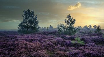 Heide in de Schoorlse duinen met mist #8 van peterheinspictures