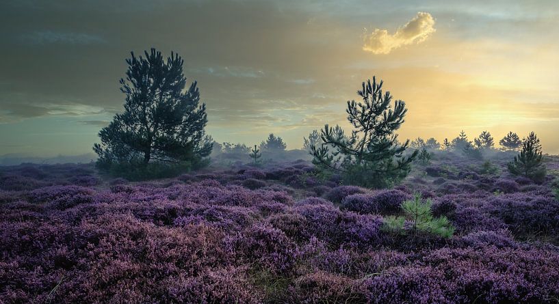 Heather in the Schoorl dunes with fog #8 by peterheinspictures