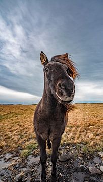 Le cheval islandais en Islande sur Patrick Groß