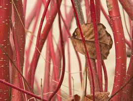 Gevangen blad by Wanda van Eck