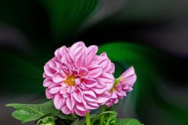 Dahlia rose sur un fond abstrait coloré sur Harry Adam