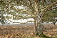 Berkenboom in het veld van Margreet Piek thumbnail