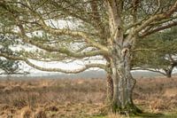 Berkenboom in het veld