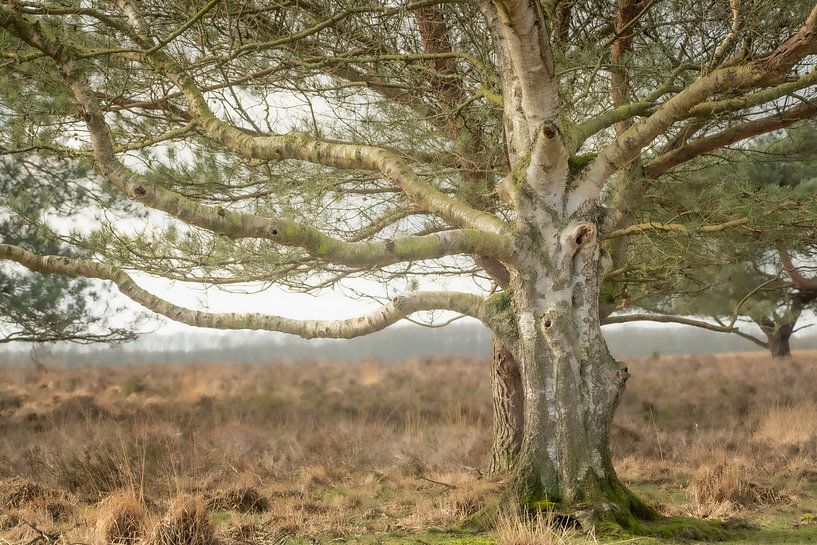 Berkenboom in het veld van Margreet Piek