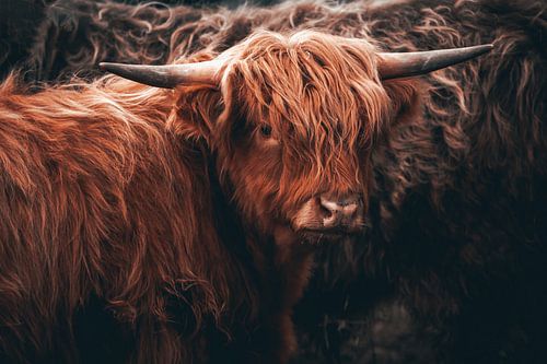 Schottisches Hochlandrind