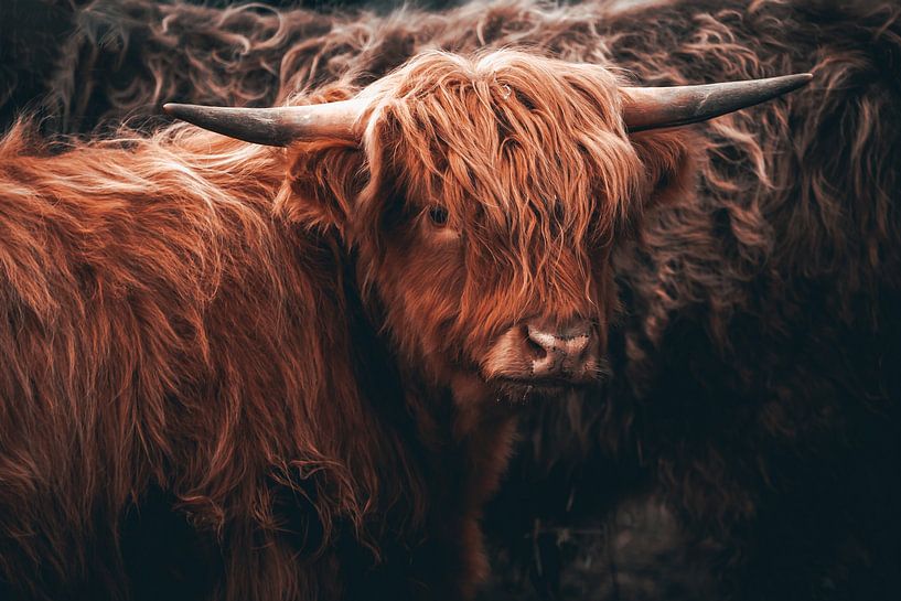 Bovins écossais Highland par Markus Weber