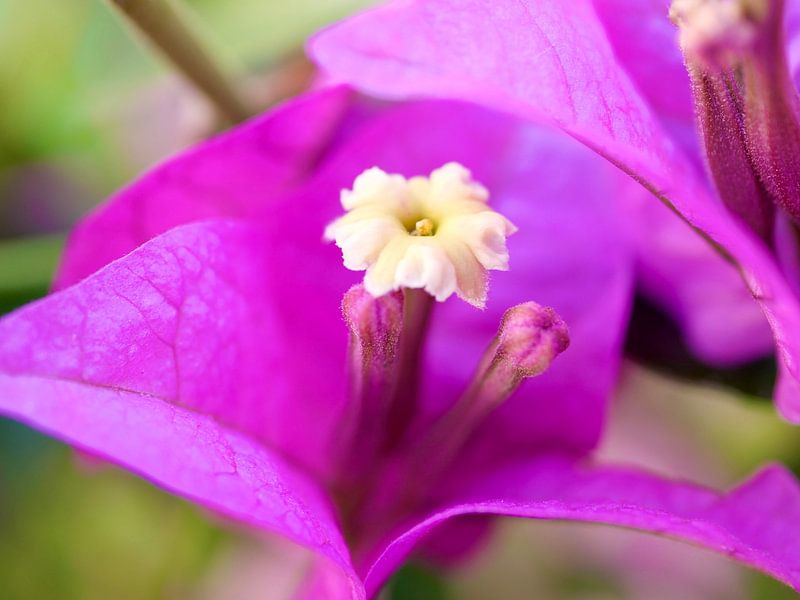 Bougainville, close-up by Judith van Wijk