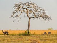 Impala's im Mlilwane Wildlife Sanctuary
