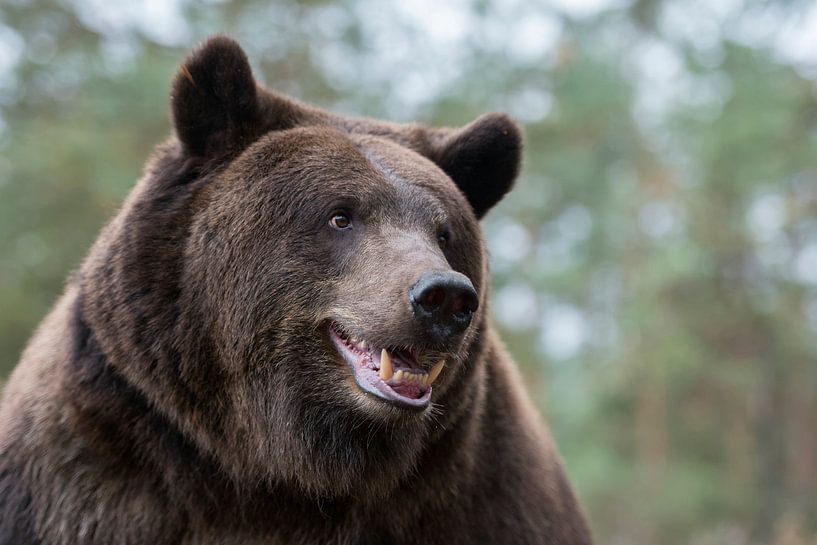 Europäischer Braunbaer ( Ursus arctos ), Porträtaufnahme von Meister Petz van wunderbare Erde