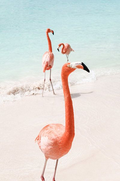 Flamingo's Op Het Strand Op Aruba van Henrike Schenk