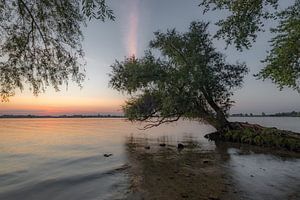 Boomwortels - mangrove van Moetwil en van Dijk - Fotografie