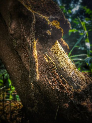 Golden Light on Rough Wood