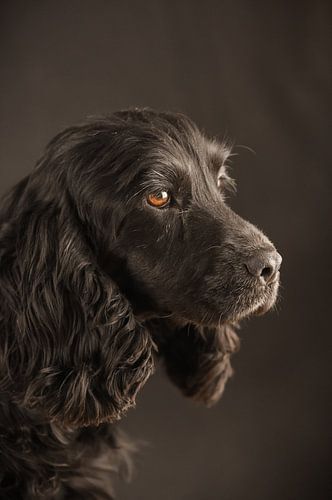 English Cocker
