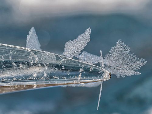 Les cristaux de glace sur Joanne de Graaff