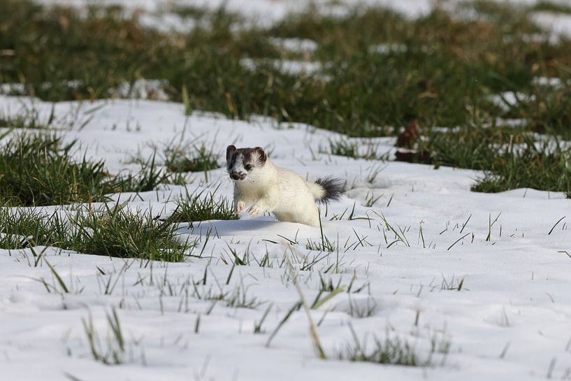 Stoat (Mustela erminea) belette à queue courte Allemagne par Frank Fichtmüller