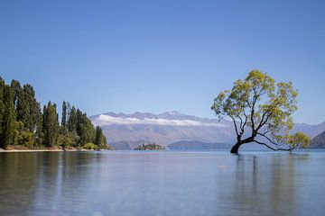 Magische boom, Lake Wanaka