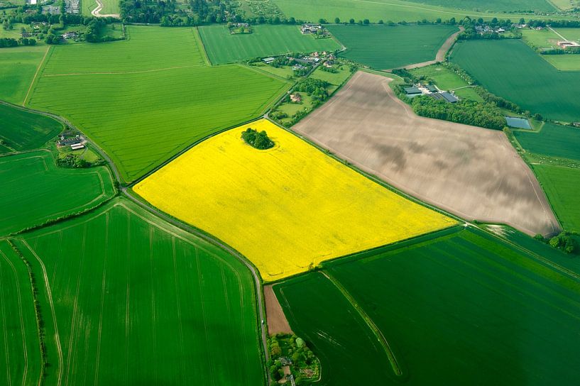 Brassica napus van Richard Wareham