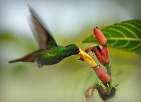 Kolibri und Blume