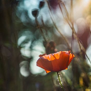 Klaproos in de ochtendzon van Connie Posthuma